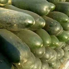 大量黑皮优质地冬瓜