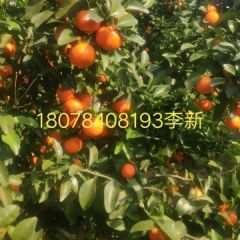 砂糖橘，八月橘，南丰蜜橘