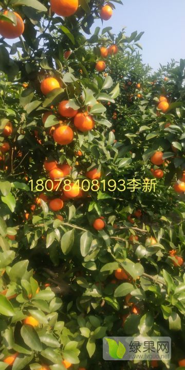 2019年广西全州砂糖橘价格