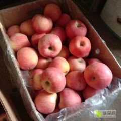 寒富苹果果好果甜