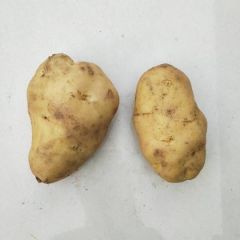 优质荷兰十五土豆