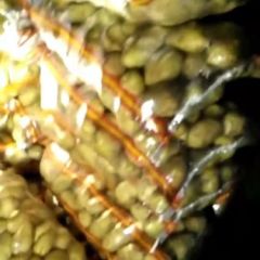 荷兰十五大量出售