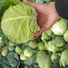 常年有10-明年4月，白菜，甘蓝