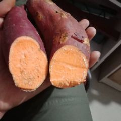 红薯西瓜红！苏八地瓜