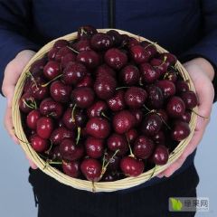 优质果园等您选购！