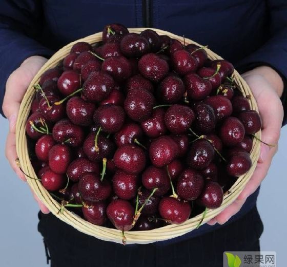 2019年陕西大荔美早价格