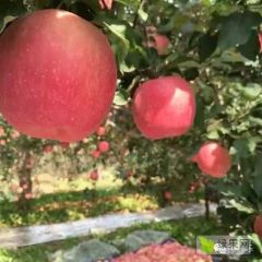 山西临猗红富士苹果，品质上乘，货源充足，静待果商