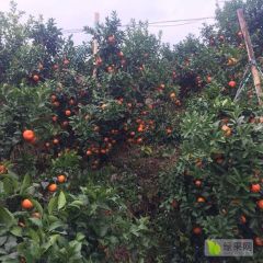 有没有老板了订园4到5万斤