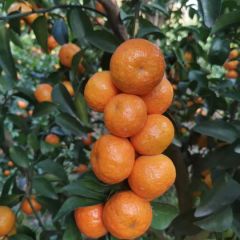 广西昭平 砂糖桔 果靓 皮薄味甜足