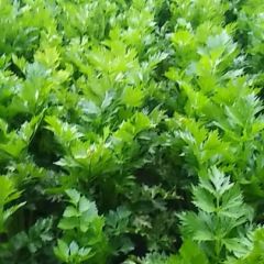 大量批发供应优质西芹