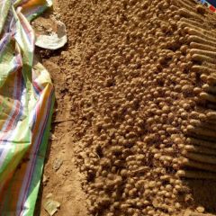 供应铁棍山药基地，谁家铁棍山药最便宜