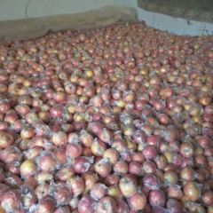 纸加膜红富士苹果基地 膜袋红富士苹果产地苹果价格