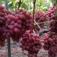 阳光城西昌克伦生葡萄纯甜无籽红提