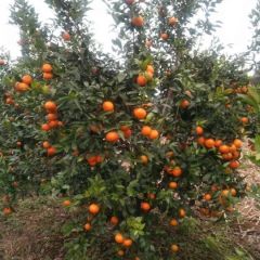 广西南宁市沙糖橘大量上市供应