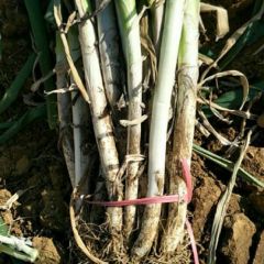 新野大葱 日本刚葱，铁杆大葱大量上市须要老板抓紧联系。