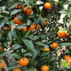 广西贺州市钟山县石龙镇沙糖桔大量供应