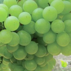 山东潍坊阳光玫瑰葡萄