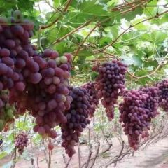 山东潍坊巨峰葡萄