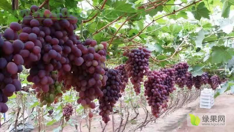 2019年山东寿光巨峰葡萄价格