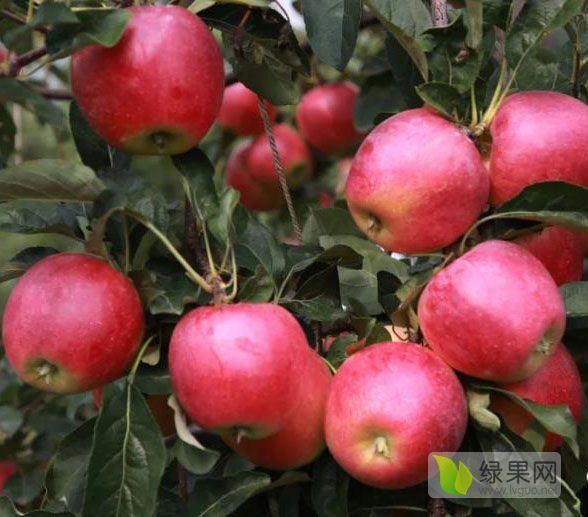 2019年山东寿光红富士价格