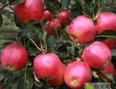山东潍坊滨海红苹果