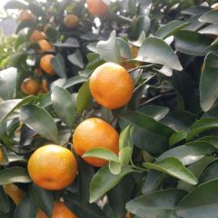 广西桂林永福富硒沙糖橘，沃柑