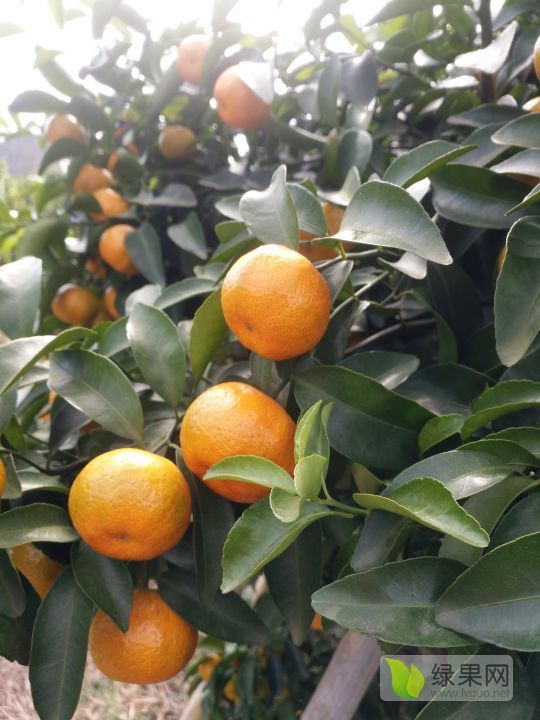 2019年广西永福沙糖橘价格