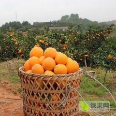 赣南脐橙-原产地直发-现摘现发一件代发货