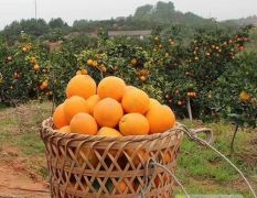 赣南脐橙-原产地直发-现摘现发一件代发货