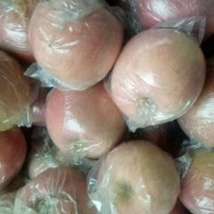 膜袋红富士苹果供货中