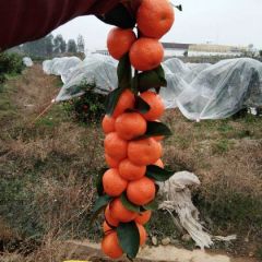 广西桂林永福沙糖桔