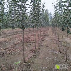 鲁丽苹果苗价格，鲁丽苹果苗多少钱