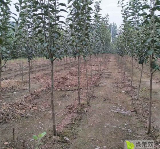 2019年山东岱岳鲁丽价格