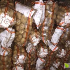 围场三区土豆大量上市中