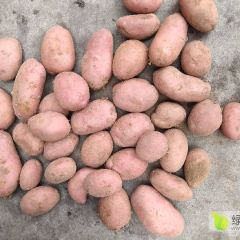 大量出售川引二号，三优土豆，翻包原包都可，颜色薯型个头一