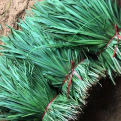 河南尉氏平韭6号韭菜名优产品