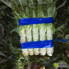 福建紫叶香莴苣质量好价格