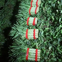 沂南县福建永安红莴苣质量好，大量上市