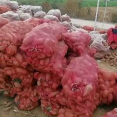 烟薯25、产地直供