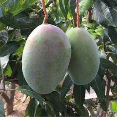 攀枝花凯特芒果产地直发