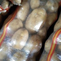 沽源坝上土豆，V7，希森6