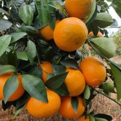 沃节到！柑新鲜上市！