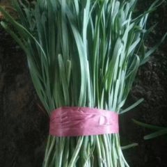 山东省莘县(汉中韭王)韭菜种植基地