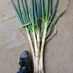 优质大葱！！