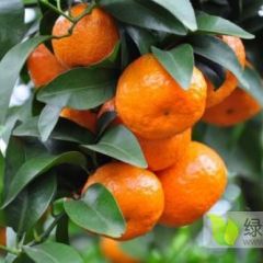 广东正宗沙糖桔