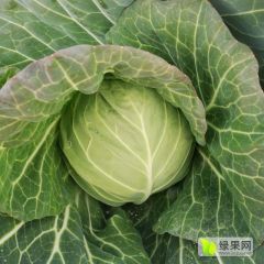 湖北天门陈勇甘蓝 地瓜，萝卜