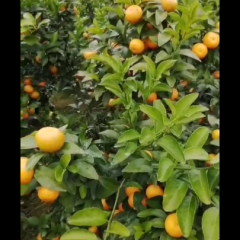 大红沙糖桔，即将上市