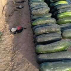 好冬瓜不多了，需要的敢快