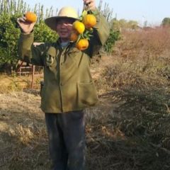 孝感市孝南区大批量芦柑供货