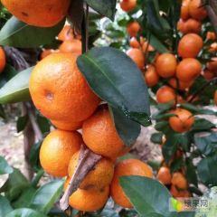 正宗四会沙糖桔/沙糖橘/新年桔/果农橘子果园现摘